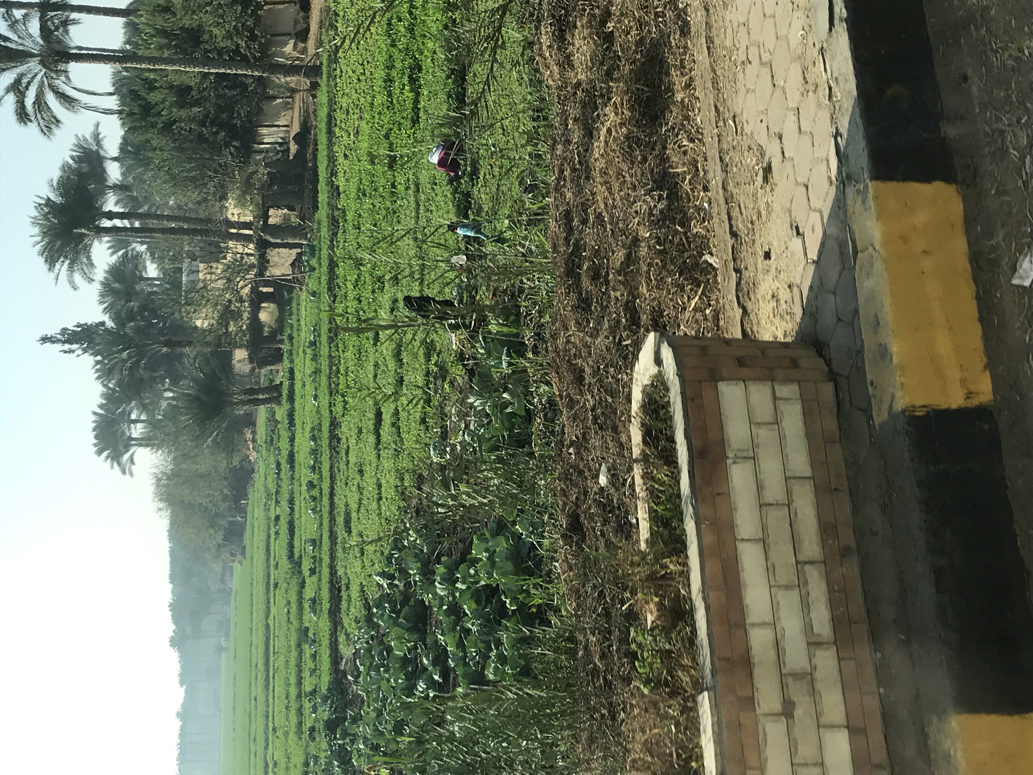 ./2018/16 - Egypt/03 - Pyramids/IMG_0525.jpg